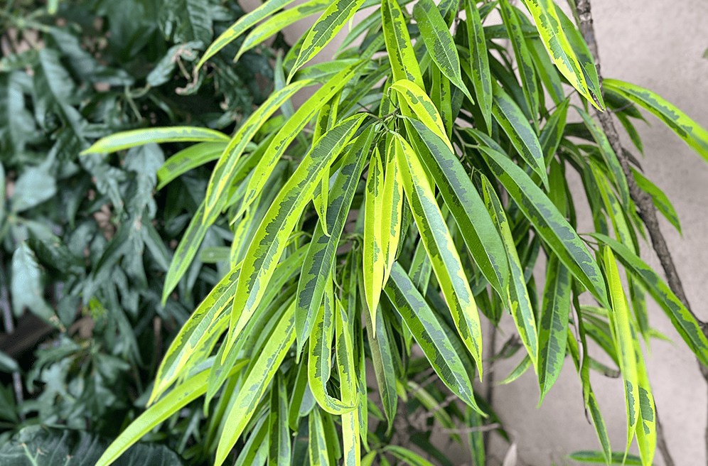 リアル観葉植物栽培記#24 「ショウナンゴムノキ」（斑入り）