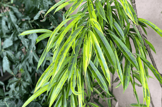 リアル観葉植物栽培記#24 「ショウナンゴムノキ」（斑入り）