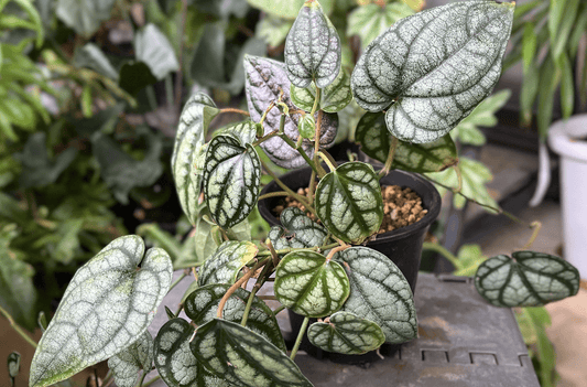 リアル観葉植物栽培記#33 「ピペル シルバティクム」