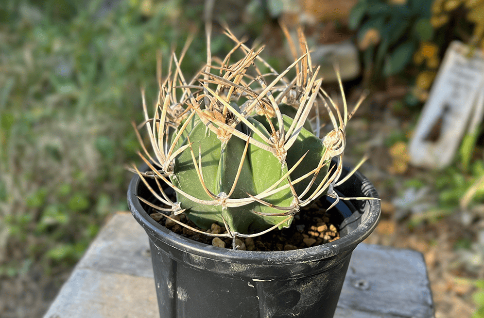 リアル観葉植物栽培記#41 サボテン 水牛大鳳玉