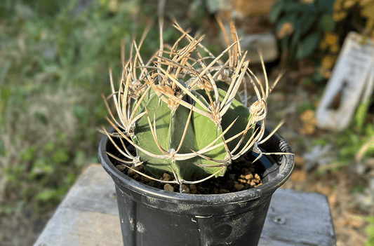 リアル観葉植物栽培記#41 サボテン 水牛大鳳玉