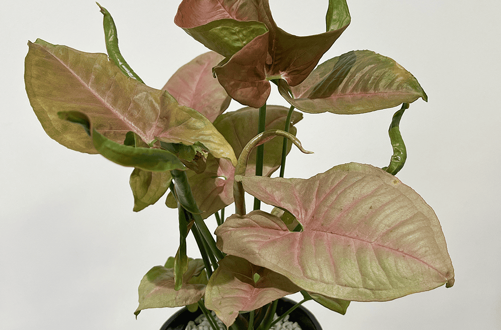 シンゴニウムの育て方｜初心者でも失敗しない基本と美しく育てるコツ