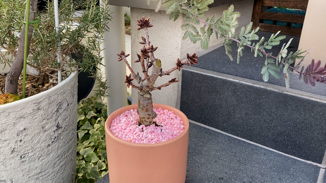 桜盆栽の植え替え