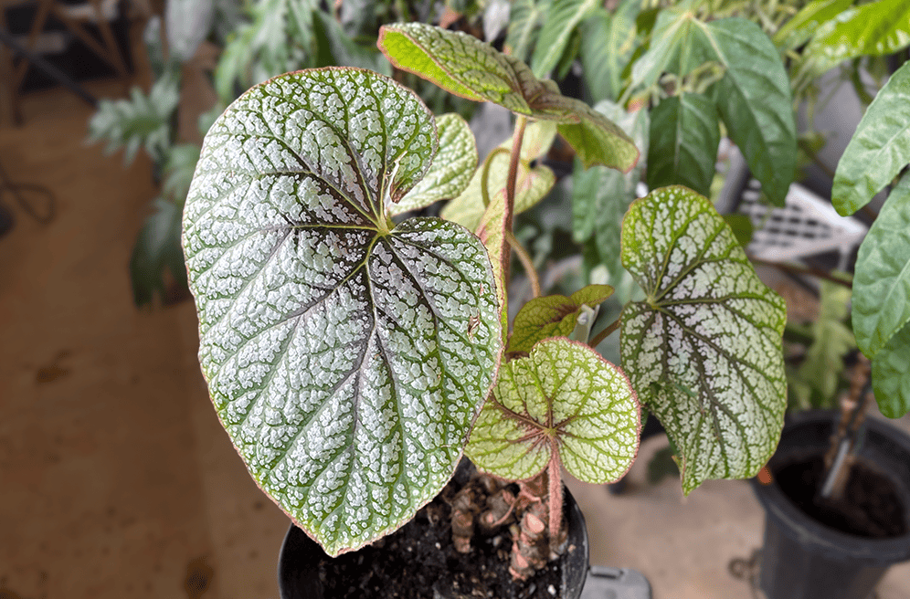 リアル観葉植物栽培記#30 「ベゴニア U309」