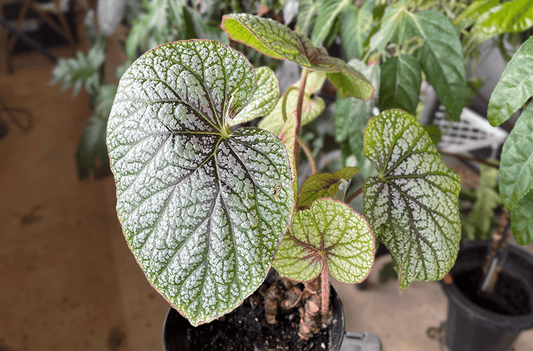 リアル観葉植物栽培記#30 「ベゴニア U309」