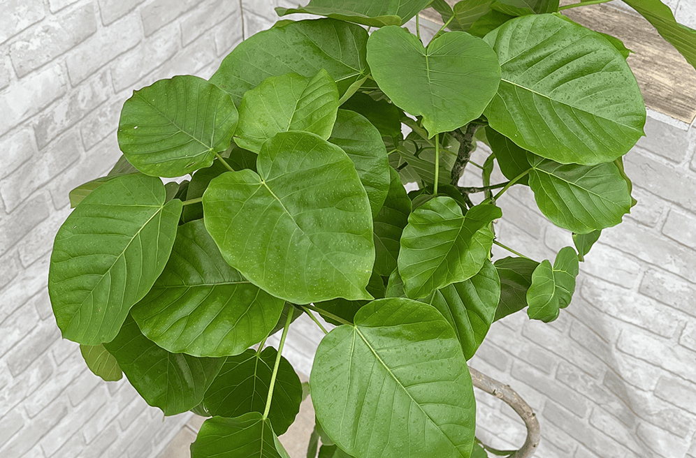 ウンベラータの育て方｜初心者でも失敗しない基本と美しく育てるコツ