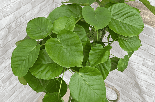 ウンベラータの育て方｜初心者でも失敗しない基本と美しく育てるコツ