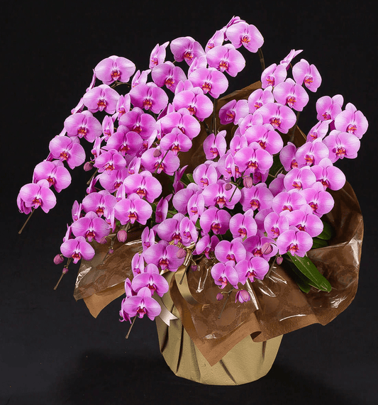 【大輪胡蝶蘭】WEB限定|ピンク10本立ち《事前にお問合せください》