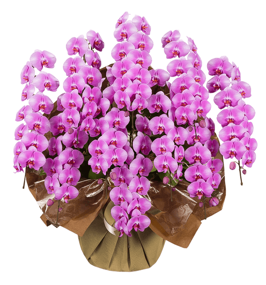 【大輪胡蝶蘭】WEB限定|ピンク10本立ち《事前にお問合せください》