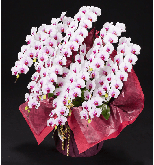 【大輪胡蝶蘭】WEB限定|白赤リップ10本立ち《事前にお問合せください》