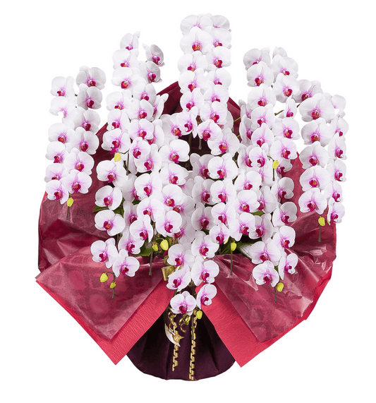 【大輪胡蝶蘭】WEB限定|白赤リップ10本立ち《事前にお問合せください》