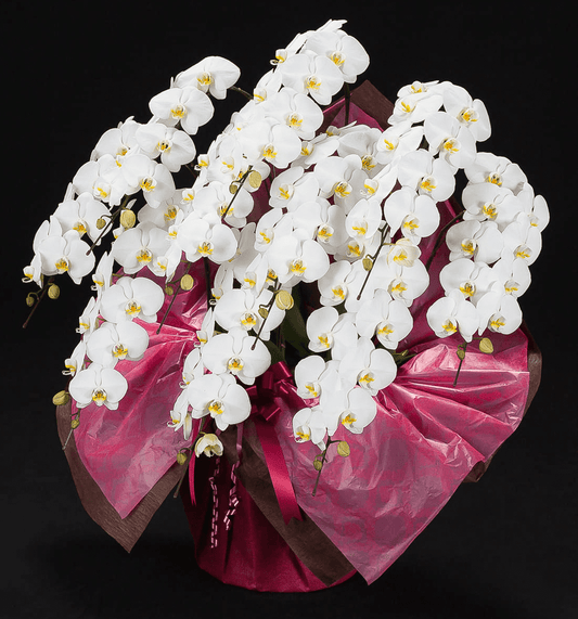【大輪胡蝶蘭】WEB限定|白10本立ち《90輪 前後》