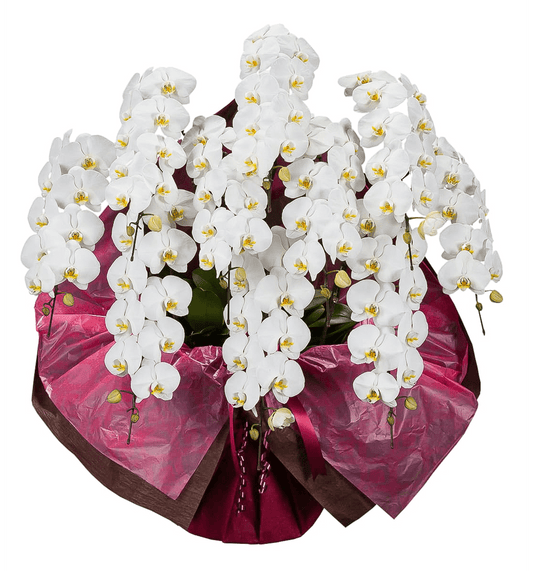 【大輪胡蝶蘭】WEB限定|白10本立ち《90輪 前後》