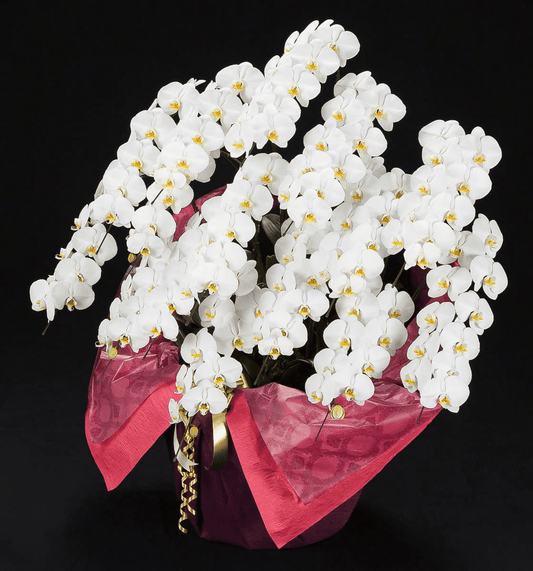 【大輪胡蝶蘭】WEB限定|白15本立ち《事前にお問合せください》