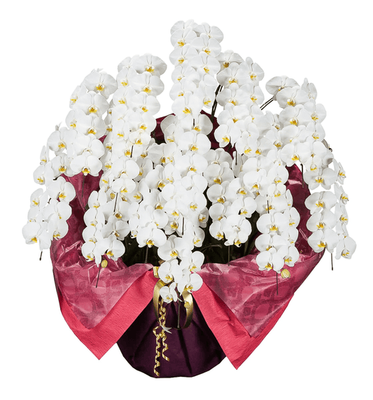 【大輪胡蝶蘭】WEB限定|白15本立ち《事前にお問合せください》