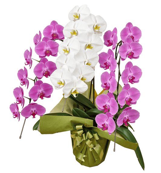 【大輪胡蝶蘭】WEB限定|MIXタイプ(ピンク2本、白1本)3本立ち27輪前後