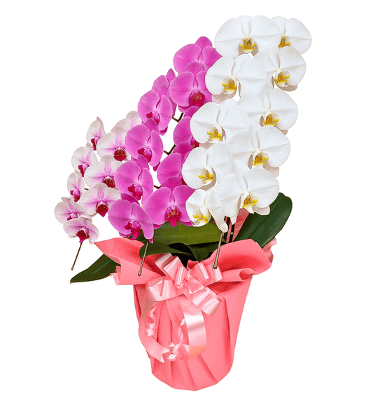 【大輪胡蝶蘭】WEB限定|MIXタイプ(白赤、ピンク、白)3本立ち27輪前後