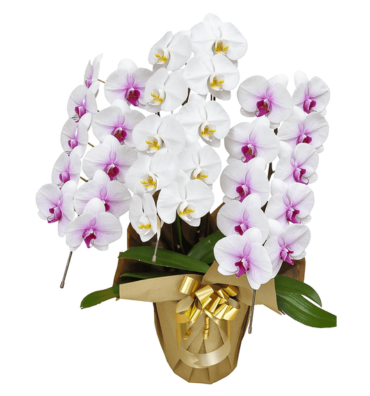 【大輪胡蝶蘭】WEB限定|MIXタイプ(白赤リップ、白)3本立ち27輪前後