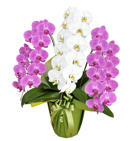 【大輪胡蝶蘭】WEB限定|MIXタイプ(ピンク2本、白1本)3本立ち33輪前後