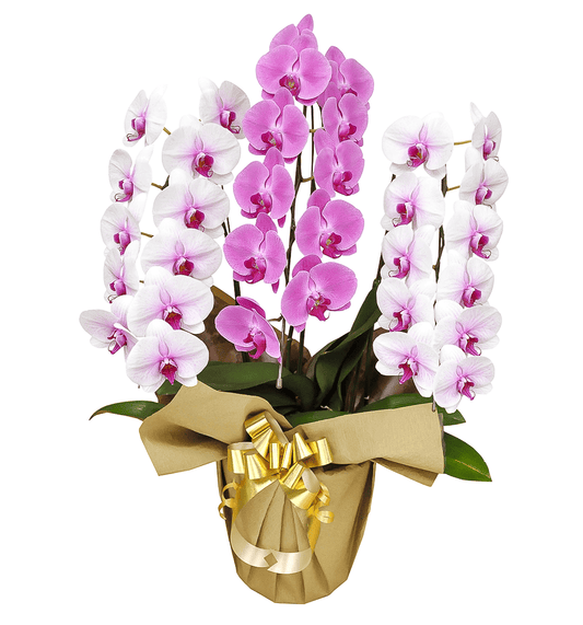 【大輪胡蝶蘭】WEB限定|MIXタイプ(白赤2本、ピンク1本)3本立ち33輪前後