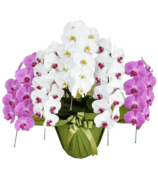 【大輪胡蝶蘭】WEB限定|MIXタイプ(白赤、白、ピンク)5本立ち45輪前後