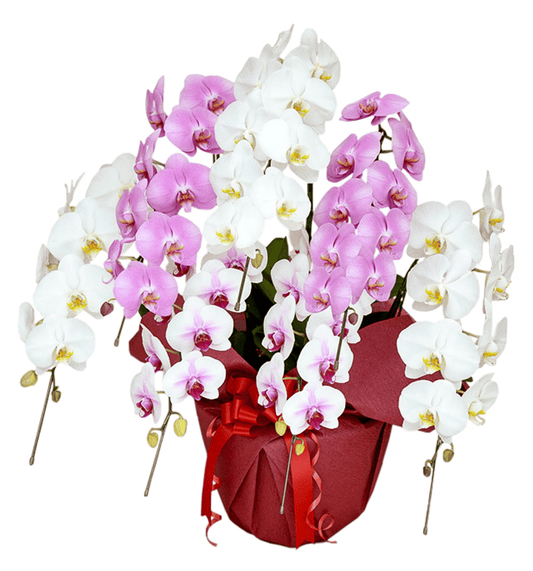 【大輪胡蝶蘭】WEB限定|MIXタイプ(白赤、白、ピンク)7本立ち63輪前後