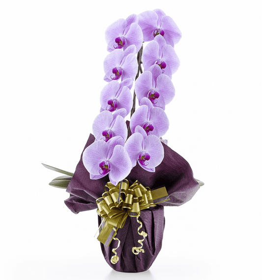 【大輪胡蝶蘭】WEB限定|ピンク1本立ち10輪前後