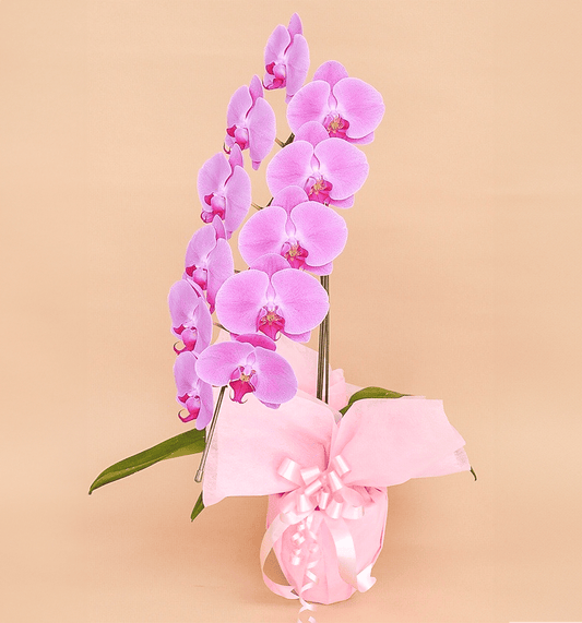 【大輪胡蝶蘭】WEB限定|ピンク1本立ち11輪前後
