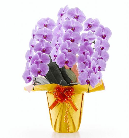 【大輪胡蝶蘭】WEB限定|ピンク3本立ち30輪前後