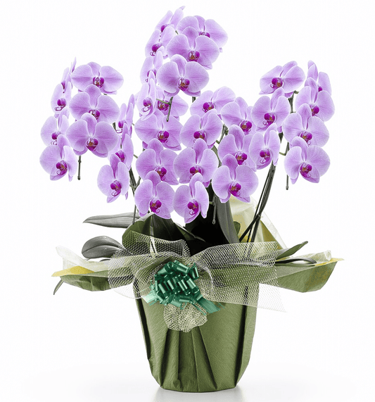 【大輪胡蝶蘭】WEB限定|ピンク5本立ち35輪前後