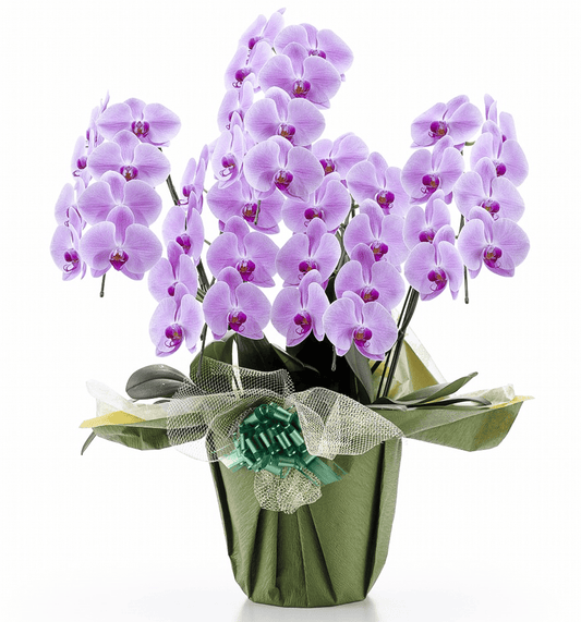 【大輪胡蝶蘭】WEB限定|ピンク5本立ち40輪前後