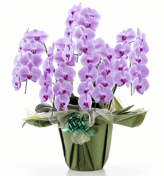 【大輪胡蝶蘭】WEB限定|ピンク5本立ち45輪前後