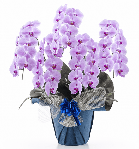 【大輪胡蝶蘭】WEB限定|ピンク5本立ち50輪前後