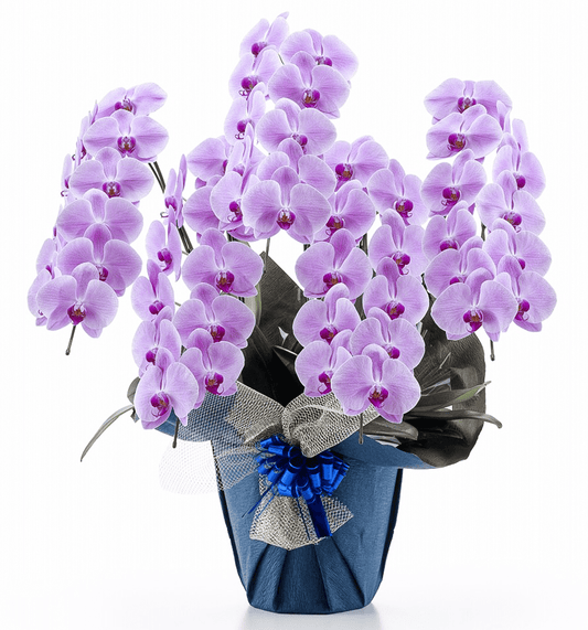 【大輪胡蝶蘭】WEB限定|ピンク5本立ち55輪前後