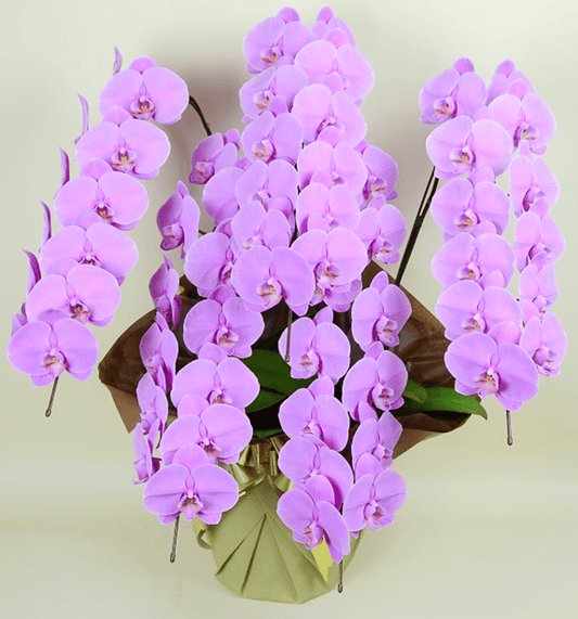 【大輪胡蝶蘭】WEB限定|ピンク5本立ち60輪前後