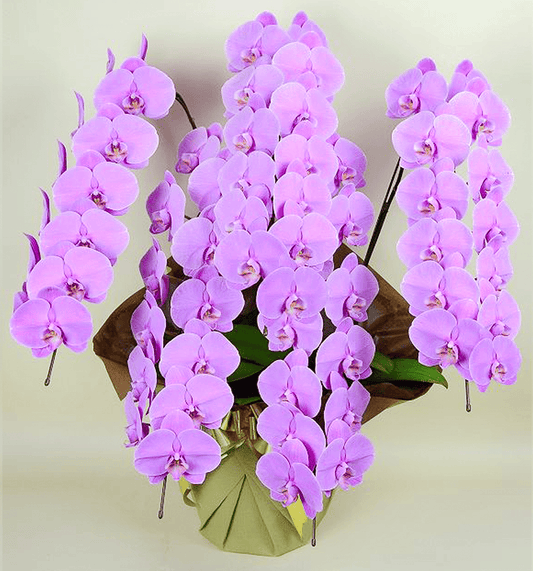 【大輪胡蝶蘭】WEB限定|ピンク5本立ち65輪前後