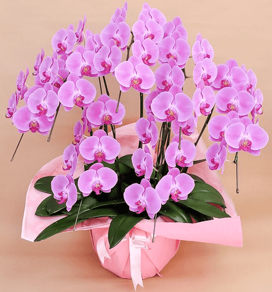 【大輪胡蝶蘭】WEB限定|ピンク7本立ち49輪前後