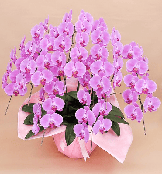 【大輪胡蝶蘭】WEB限定|ピンク7本立ち56輪前後