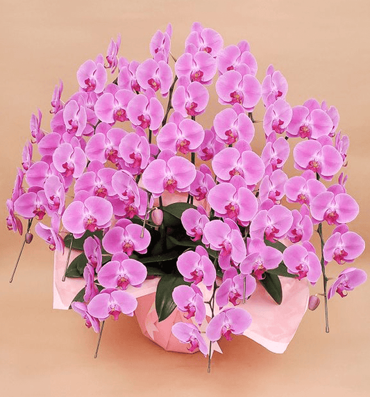 【大輪胡蝶蘭】WEB限定|ピンク7本立ち70輪前後
