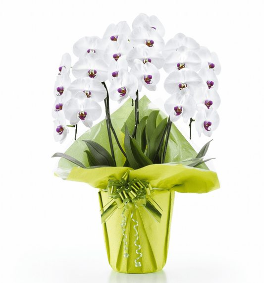 【大輪胡蝶蘭】WEB限定|白赤リップ3本立ち24輪前後