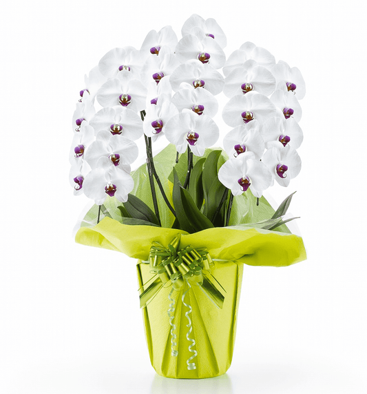 【大輪胡蝶蘭】WEB限定|白赤リップ3本立ち27輪前後