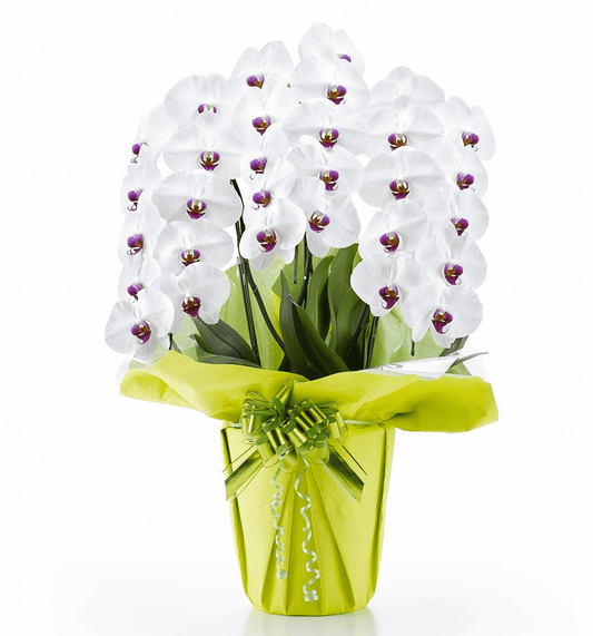 【大輪胡蝶蘭】WEB限定|白赤リップ3本立ち30輪前後