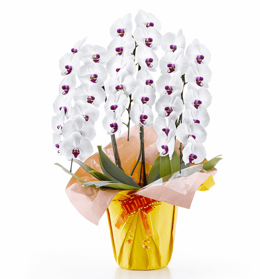 【大輪胡蝶蘭】WEB限定|白赤リップ3本立ち36輪前後