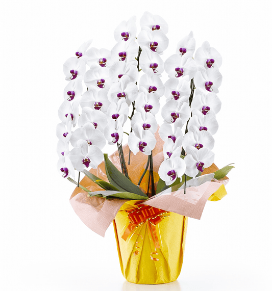 【大輪胡蝶蘭】WEB限定|白赤リップ3本立ち39輪前後