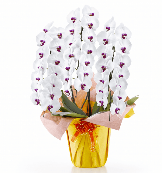 【大輪胡蝶蘭】WEB限定|白赤リップ3本立ち42輪前後