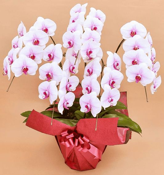 【大輪胡蝶蘭】WEB限定|白赤リップ5本立ち35輪前後