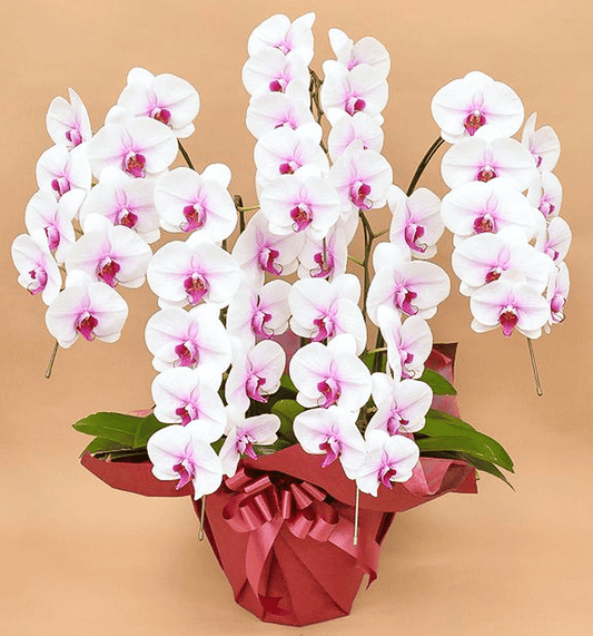 【大輪胡蝶蘭】WEB限定|白赤リップ5本立ち40輪前後