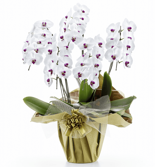 【大輪胡蝶蘭】WEB限定|白赤リップ5本立ち45輪前後