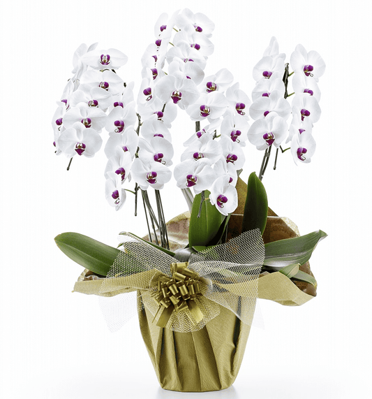 【大輪胡蝶蘭】WEB限定|白赤リップ5本立ち50輪前後