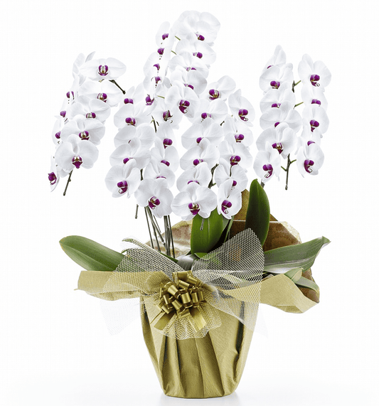 【大輪胡蝶蘭】WEB限定|白赤リップ5本立ち55輪前後